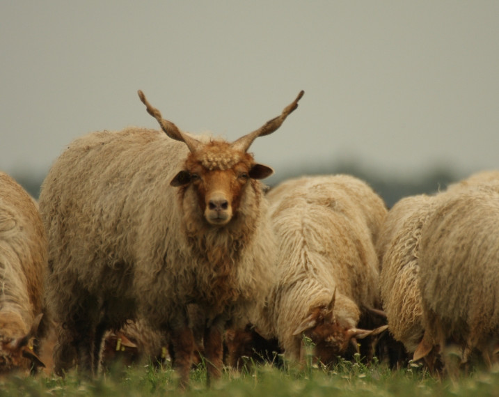 Race de moutons connu pour ses inhabituelles spirale en forme de cornes . Ces appendices uniques sont pas comme les autres cornes de moutons domestiques, et peuvent atteindre jusqu'à 1 m de long.
Originaire de Hongrie, ce mouton rustique pâture les steppes de la Puszta. Élevé