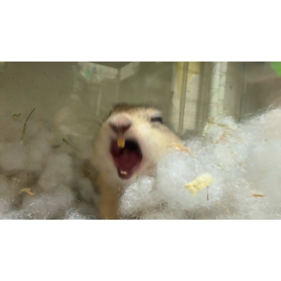 rickysendai's tweet photo. リチャードソンジリス

むーちょ🐿

ファ〜！！！！((˙ࠏ˙)) https://t.co/0nbaAYwV69