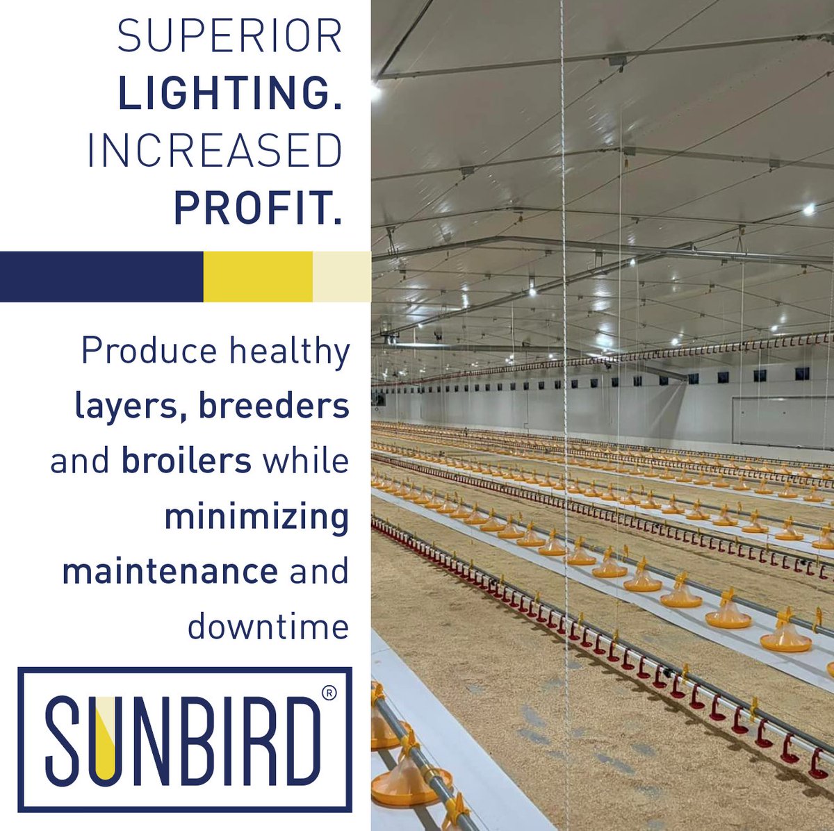 SunbirdLighting's tweet photo. Enhance your farm's potential with lighting built for results. From improving flock health to reducing downtime, it’s a step toward smarter, more profitable poultry farming.

#FarmProductivity #PoultryPerformance  #sunbirdLED https://t.co/PmdCvX1AGW