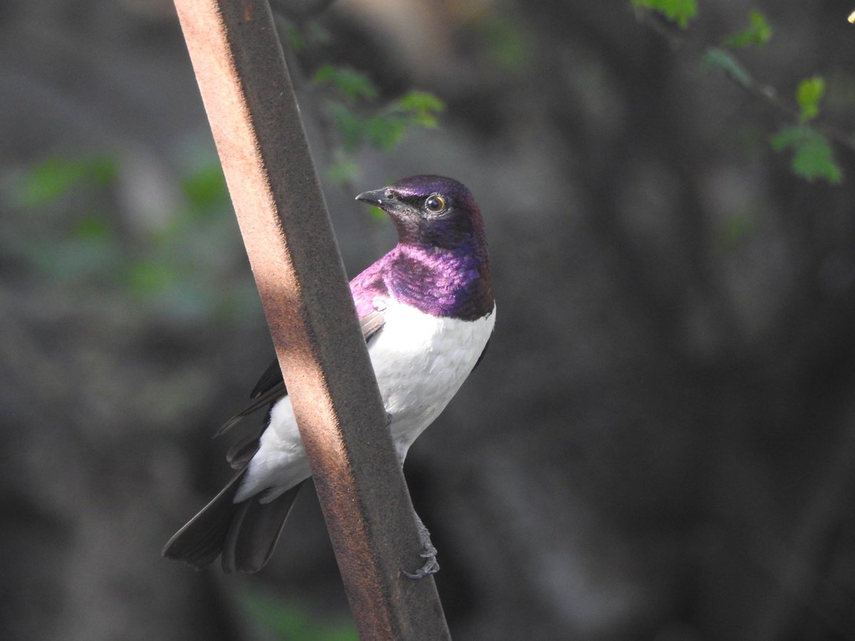 صباح الخير..بعض من لقطاتي للعصافير وش رايكم📷💚؟