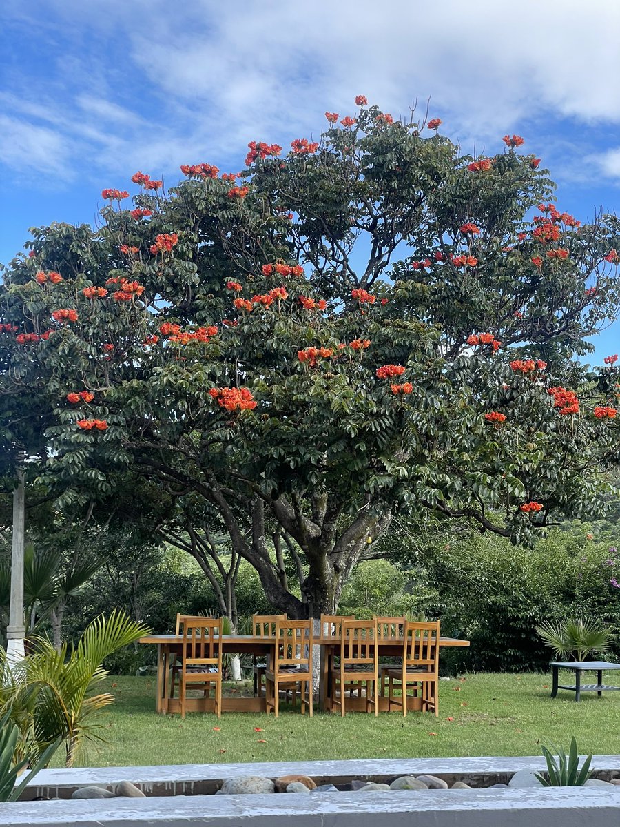 CaipLounge's tweet photo. Lubango está cada vez mais apetecível e mantém o seu estatuto como a melhor cidade em Angola. Estou surpreendido com quão cosmopolita é: em 2 dias conheci pessoal da Namíbia, Portugal, Uganda, Líbano e África do Sul, todos a viverem cá. 🧵 https://t.co/kHgkDunl2d