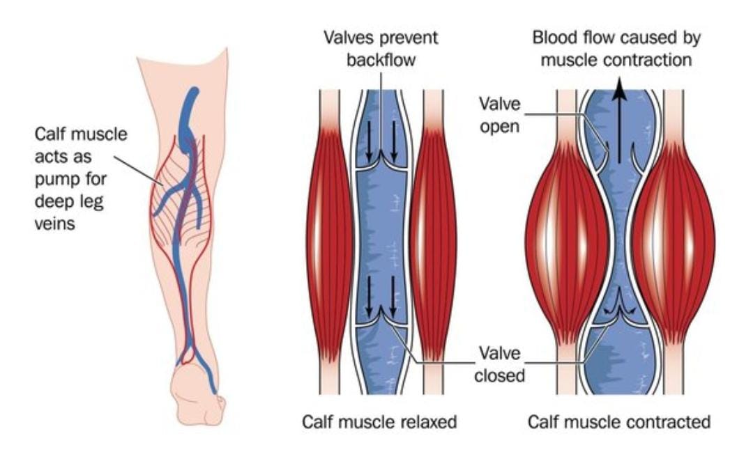 Mhbacademy's tweet photo. A thread:
The skeletal muscle pump helps return blood to your heart. When your muscles contract, they press on nearby veins, pushing blood through one-way valves toward the heart. This is why staying active after exercise prevents blood pooling in your legs. https://t.co/KOTyLJCPuJ