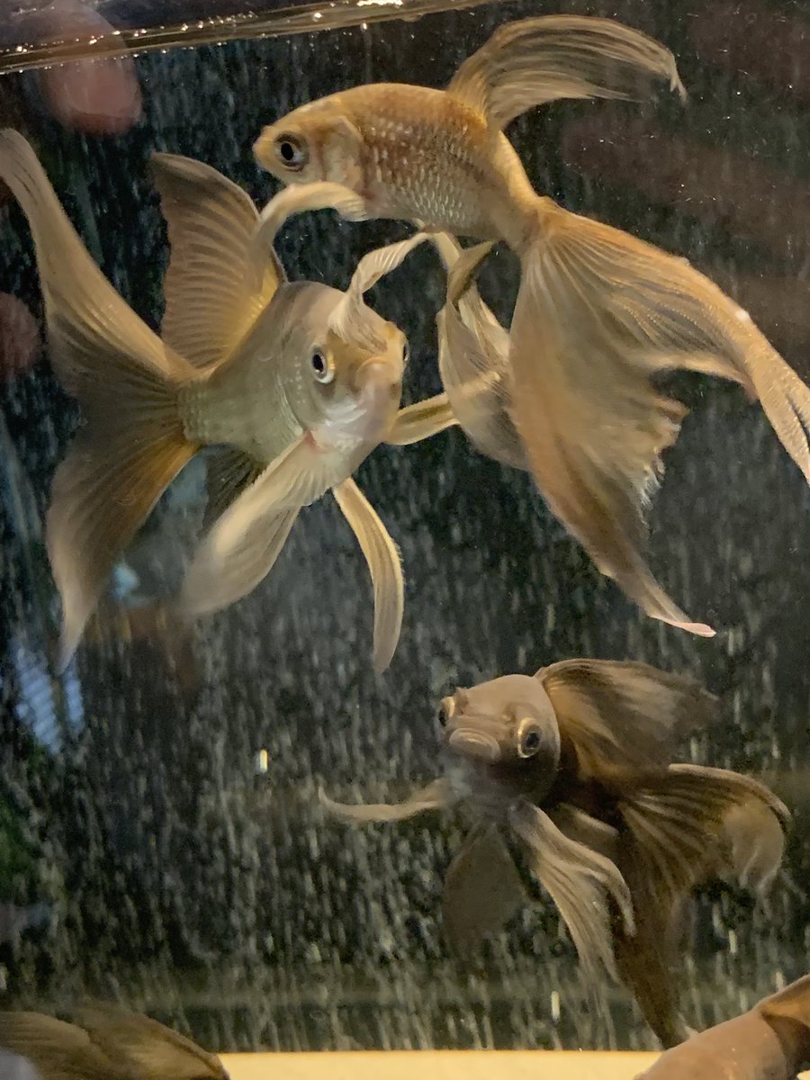 kedama00_2's tweet photo. 鉄魚たち。
底を黒くしたらみんな黒くなった…！
白っぽくなっていたのもみんな黒く…
人が寄るとこっち向いて寄ってきてしまうから、うまく撮れない…

#鉄魚 https://t.co/Aj0Fpbm9O6