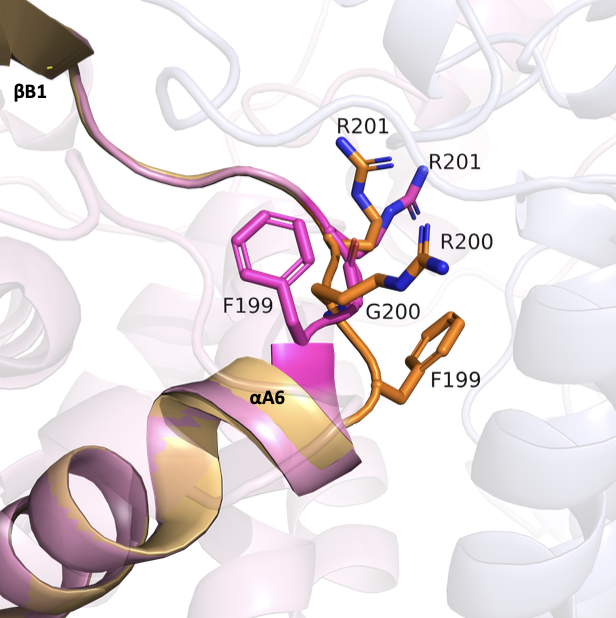Martin Lercher (@martinjlercher) on Twitter photo How do enzymes evolve to fulfill specialized roles in plants? 🌱🔬
A new study of the <a href="/MaurinoLab/">MaurinoLab</a> uncovers the structural and functional evolution of NADP-malic enzyme isoforms, revealing how subtle sequence changes drive distinct forms and functions.
👉biorxiv.org/content/10.110… How do enzymes evolve to fulfill specialized roles in plants? 🌱🔬
A new study of the <a href="/MaurinoLab/">MaurinoLab</a> uncovers the structural and functional evolution of NADP-malic enzyme isoforms, revealing how subtle sequence changes drive distinct forms and functions.
👉biorxiv.org/content/10.110…