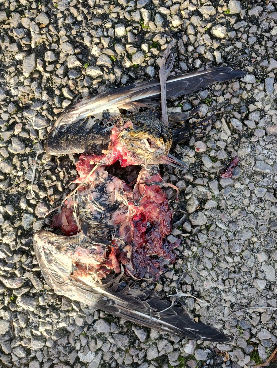 Holes Bay Nature tweet media