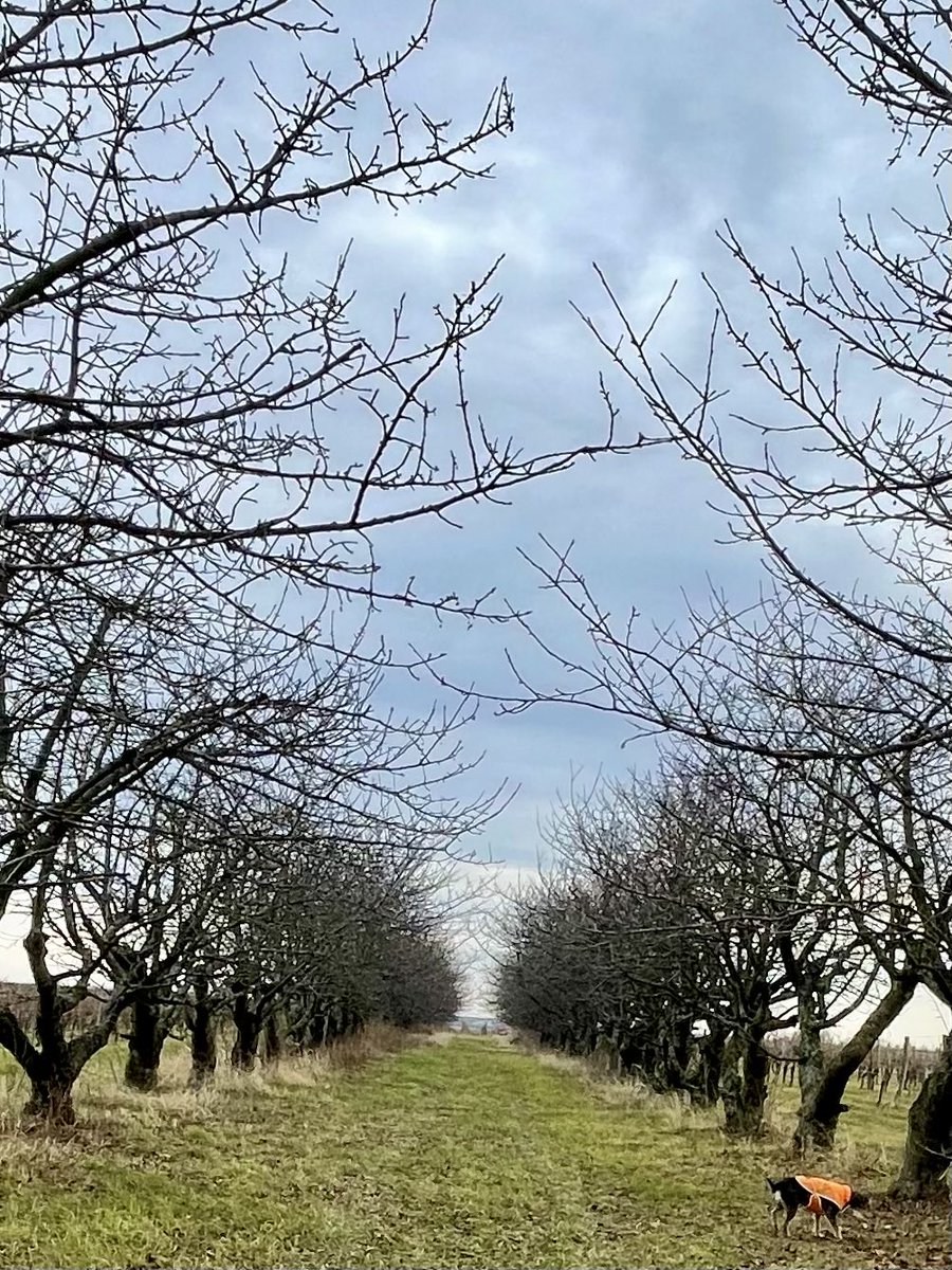 RoniasGarden's tweet photo. Das erste Mal seit Jahren, dass ich hier wieder Baumschnittarbeit sehe.
Wäre schön, wenn jemand diese kleine Allee von uralten Kirschbäumen wieder mehr pflegen würde.
🍒🌳
#Baumpflege #Kirschbaum https://t.co/U1lI2cDs1J