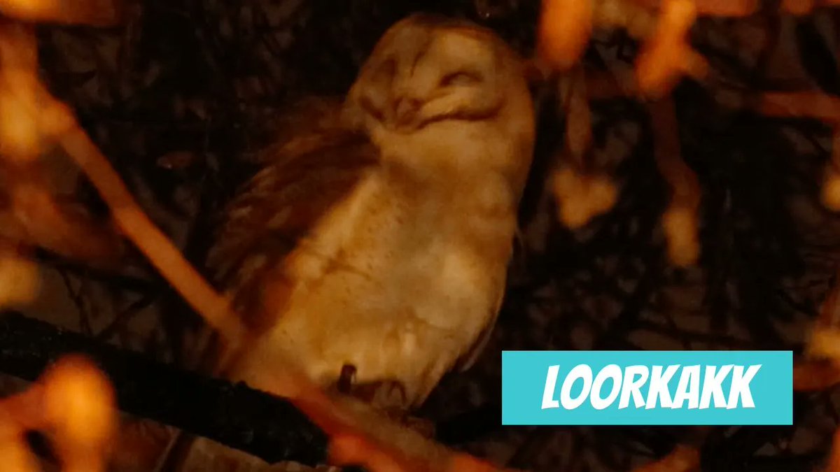 Loorkakk (Tyto alba; Barn Owl) youtube.com/shorts/llizka6…

🎥 Romet Loodus
📍#Eesti, #Tartu maakond, Tartu linn, Tartu-Maarja
🕐 2024-12-19

#Loorkakk #Tytoalba #BarnOwl #elurikkus #linnud #lind #Aves #kakuline #Kakulised #Strigiformes #Loorkaklased #Tytonidae #Tyto #bird #birds