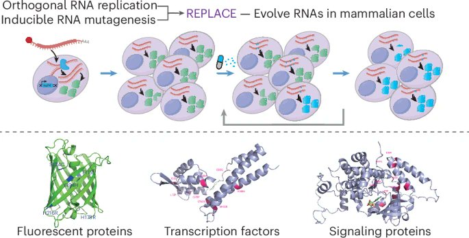 Synthetic biology meets Darwinian evolution. This new paper shows how you can do directed "evolution campaigns" using mutation of RNA rather than DNA: nature.com/articles/s4158…. Could we do this in vivo in #zebrafish ?