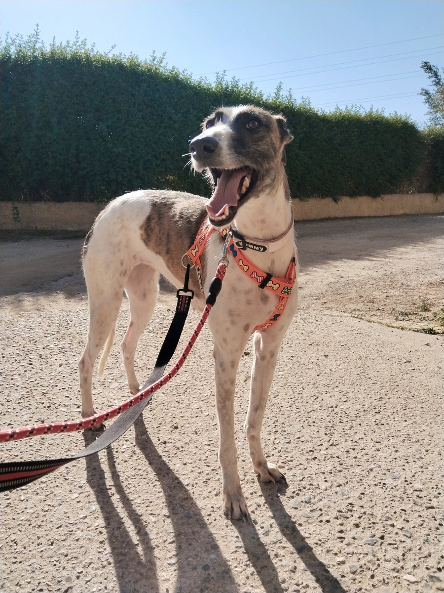 KIARA es una galguita joven y confiada que rescatamos vagando solita por las calles. 
Ya está preparada para encontrar un buen hogar y sabemos que lo está deseando. ¿Adoptas?
contacto@megacan.org
