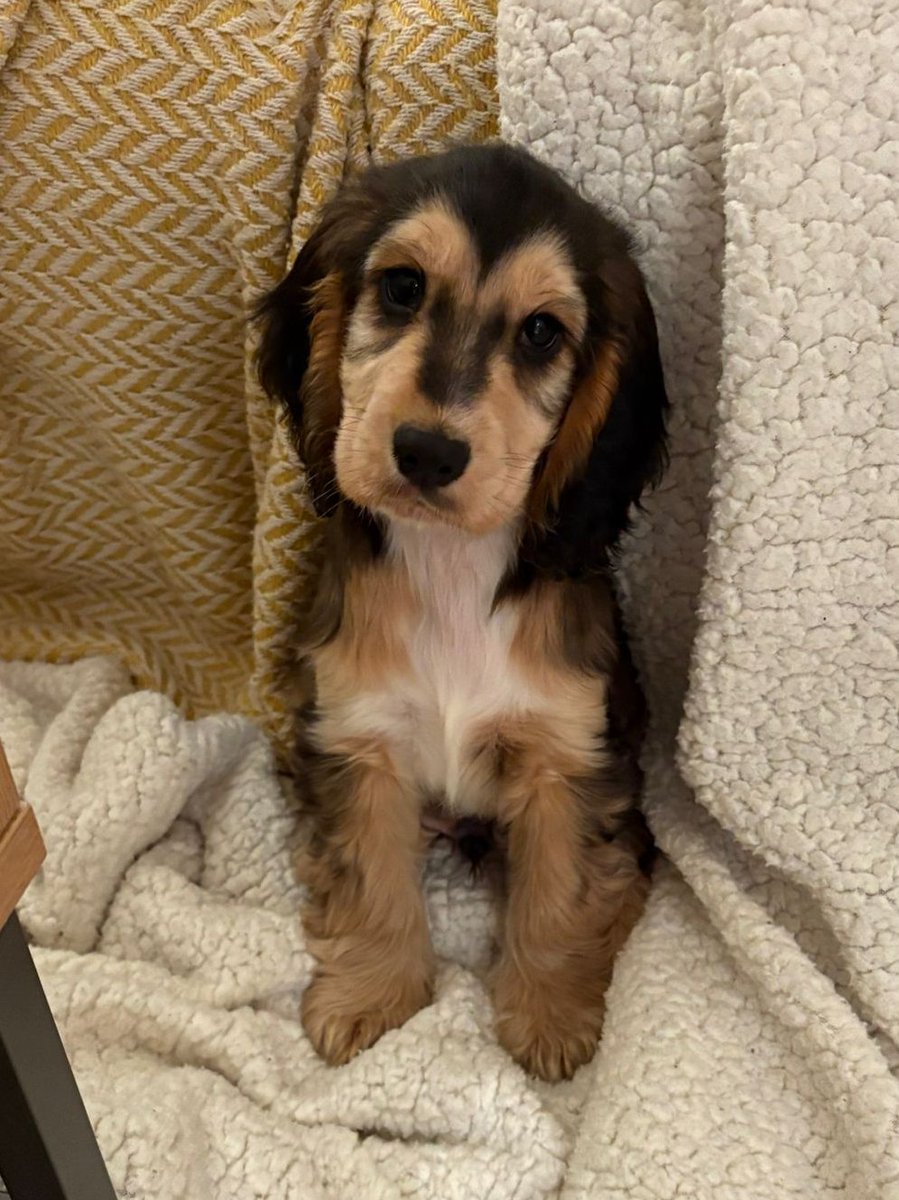 In personal news, I'd like to introduce Loomis, who will be taking up the role of Chief Wellbeing Officer in the Warbis/Robins household♥️