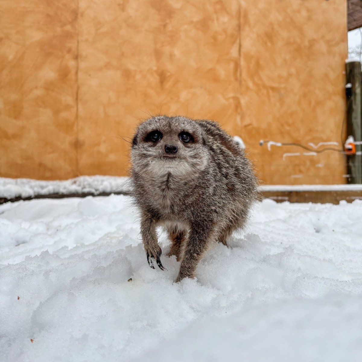 KnowsleySafari's tweet photo. ❄️🐅🐾Snow day fun for everyone! 

Check out these fab photos snapped by our amazing keepers Gabi and Dylan during yesterday’s snowy adventure ⛄️ https://t.co/5c6o5pZpWX