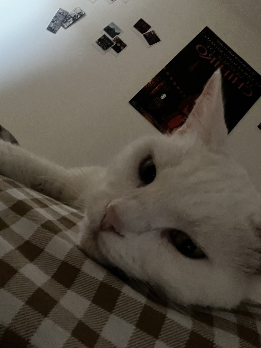 knightfae_'s tweet image. Il n’a aucune intention de se lever mais j’ai #faim