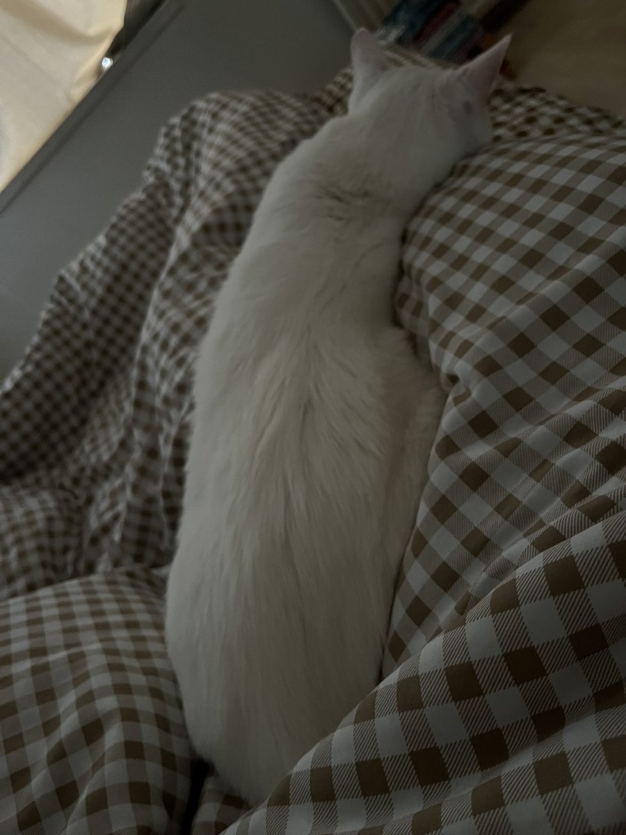 knightfae_'s tweet image. Il n’a aucune intention de se lever mais j’ai #faim