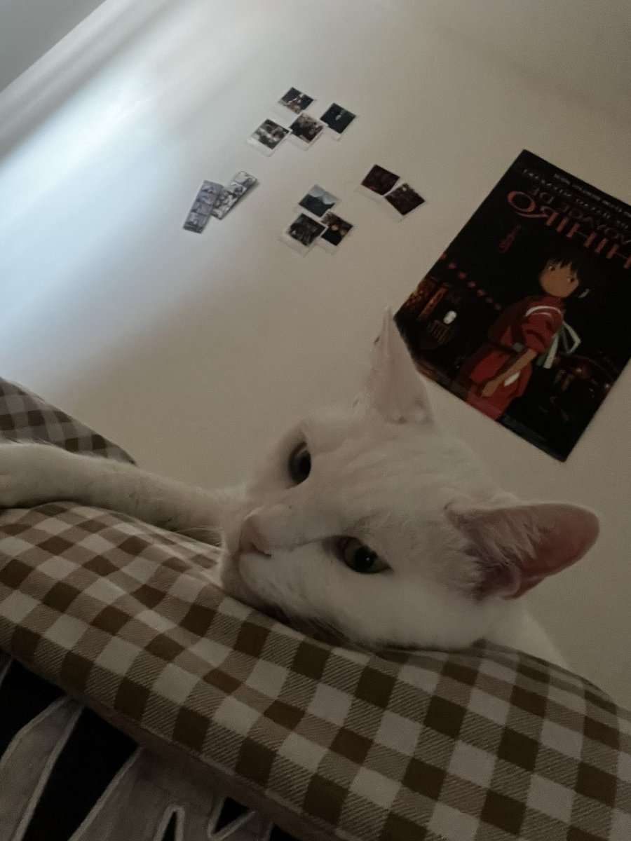 knightfae_'s tweet image. Il n’a aucune intention de se lever mais j’ai #faim