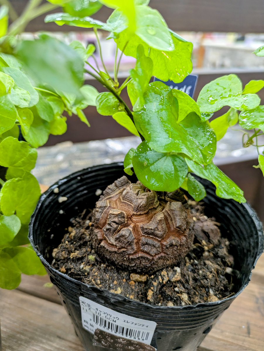 ガーデンセンター瑞穂店 】 形が面白い植物を紹介します( ﾟДﾟ) 亀の甲