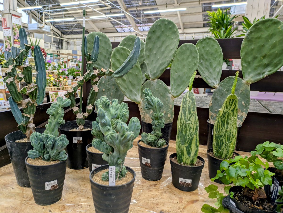 ガーデンセンター瑞穂店 】 形が面白い植物を紹介します( ﾟДﾟ) 亀の甲