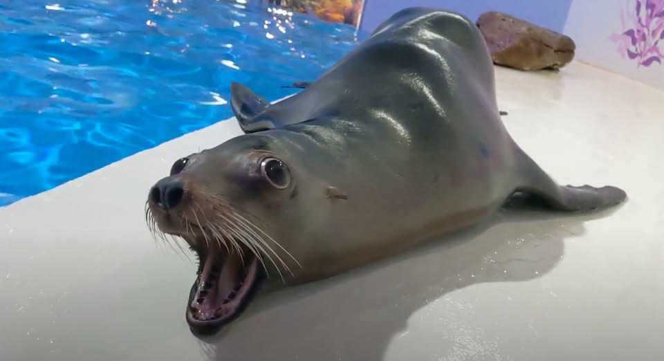 With eyes and mouth wide open,  $Arie’s as excited as we are for what’s coming next! 

Are you ready to dive in?

$Arie dreams of bigger splashes and higher flips. 🦭

What’s your dream for 2025?