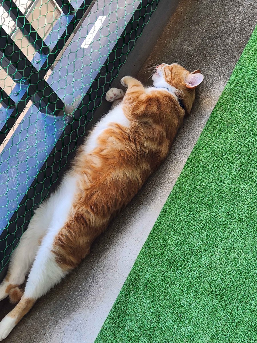 nkpnagoya's tweet photo. おはようございます✨

うー君の猫姿✨

かわいい😍

#拡散希望 #ねこぱんち名古屋 #里親募集中 #猫がいるくらし #ねこ #譲渡会 #猫好きさんと繋がりたい  #保護 https://t.co/v8WcXkrNyO