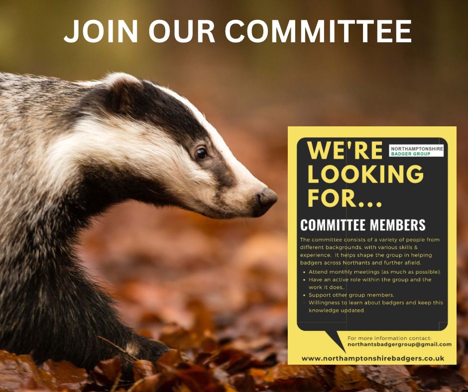 Northantsbadger's tweet image. Looking for something positive, meaningful and rewarding to do this year? Join our lovely committee and be there for badgers! #LoveBadgers #volunteers #BadgerMonday