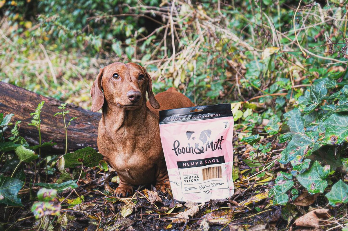 Are you heading out on some lovely January walkies?

Tag us in your pics!

📷 minidaxie.herbiechops 

#PoochAndMutt #Dog #DogFood #DogTreats #HealthyDogTreats