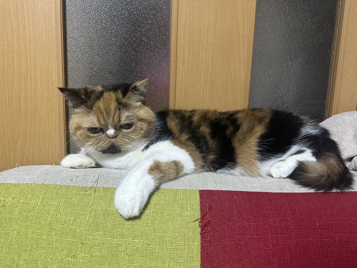 retasu1001's tweet photo. 働きたくないにゃー🐈 https://t.co/bNzV9n3f7s