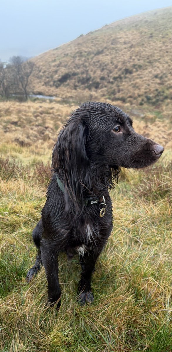 Farming in North Devon (@farmingdevon) on Twitter photo Despite the rain we continued our walk on #exmoor such an amazing place . <a href="/ExmoorNP/">Exmoor National Park</a> #HNY2025 Despite the rain we continued our walk on #exmoor such an amazing place . <a href="/ExmoorNP/">Exmoor National Park</a> #HNY2025