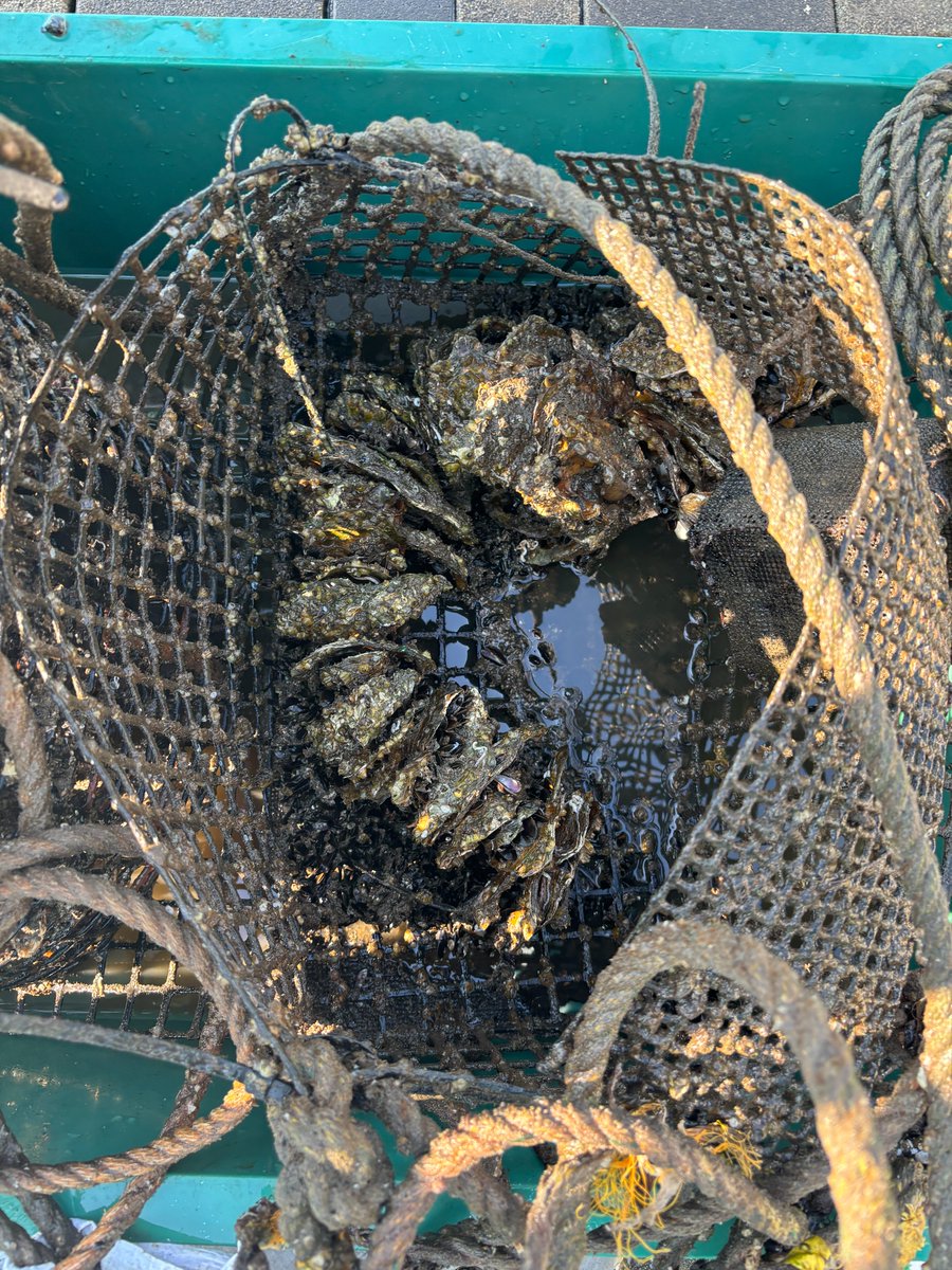 Osaka_Kaiyukan's tweet image. ＼参加者募集／
大阪湾奥部の底生生物を見てみよう！

海遊館では大阪湾に暮らす生物調査を行っています

この調査に参加いただき飼育員と一緒に生物種を確認しながら湾奥部の環境やそこに暮らす生きものたちについてお話しします！
定員１０名、１６歳以上のおとな限定
kaiyukan.com/program/event/…