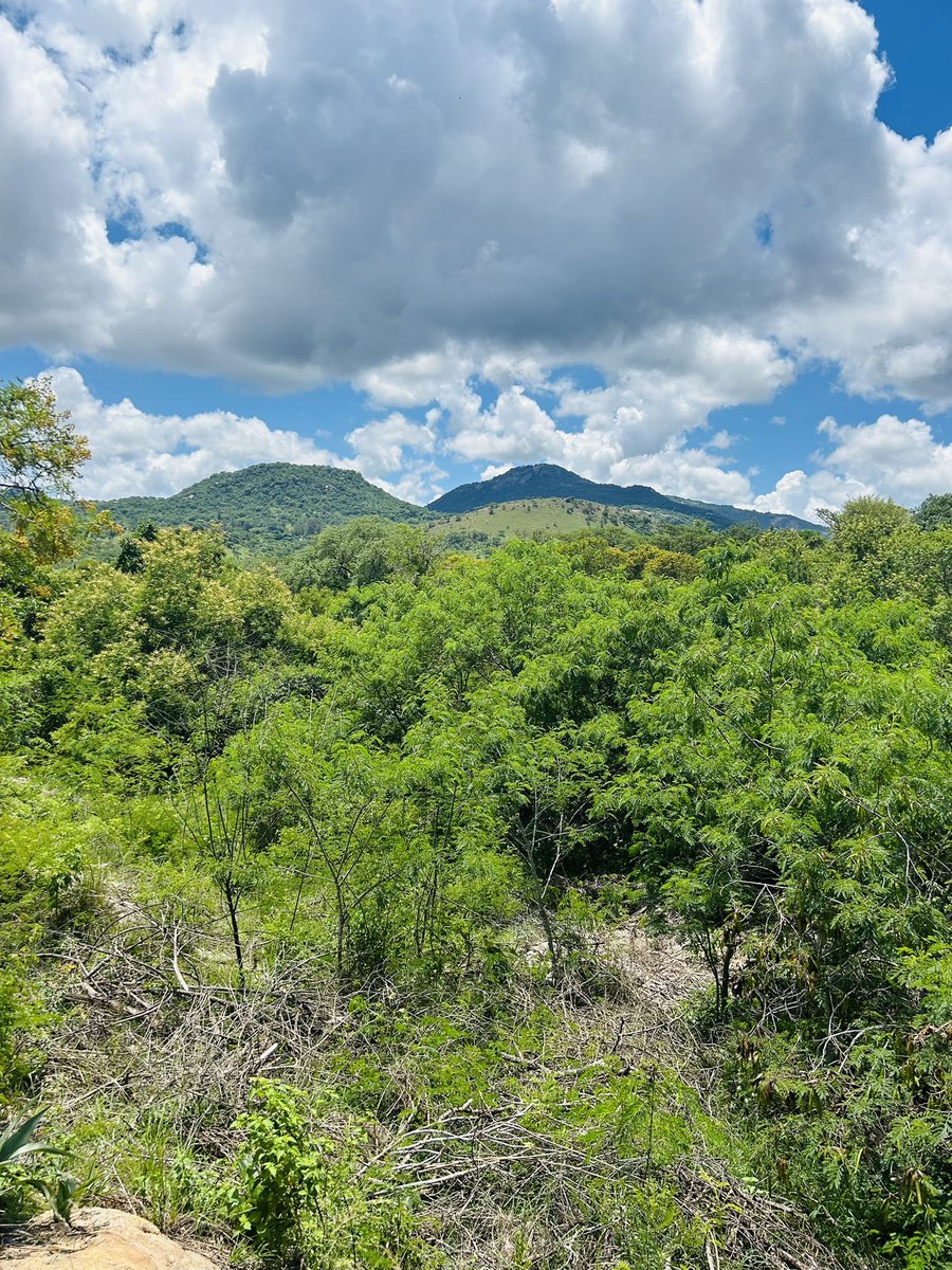 tandOorh's tweet image. 