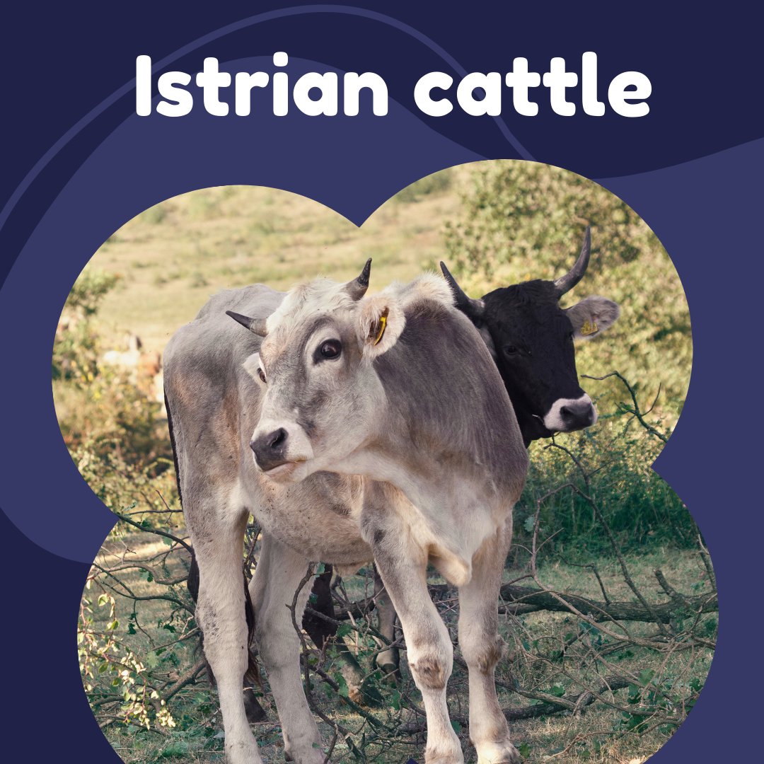 Istrian #cattle
Once on the brink of extinction, this local breed has bounced back thanks to #conservation efforts
✅ Numbers have stabilised
✅ Inbreeding is under control
✅ No bottlenecks have been detected
Constant monitoring is the key to their future
wageningenacademic.com/pb-assets/wage…
