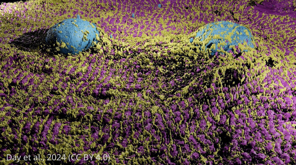 High-throughput expansion microscopy takes shape.
elifesciences.org/articles/96025…