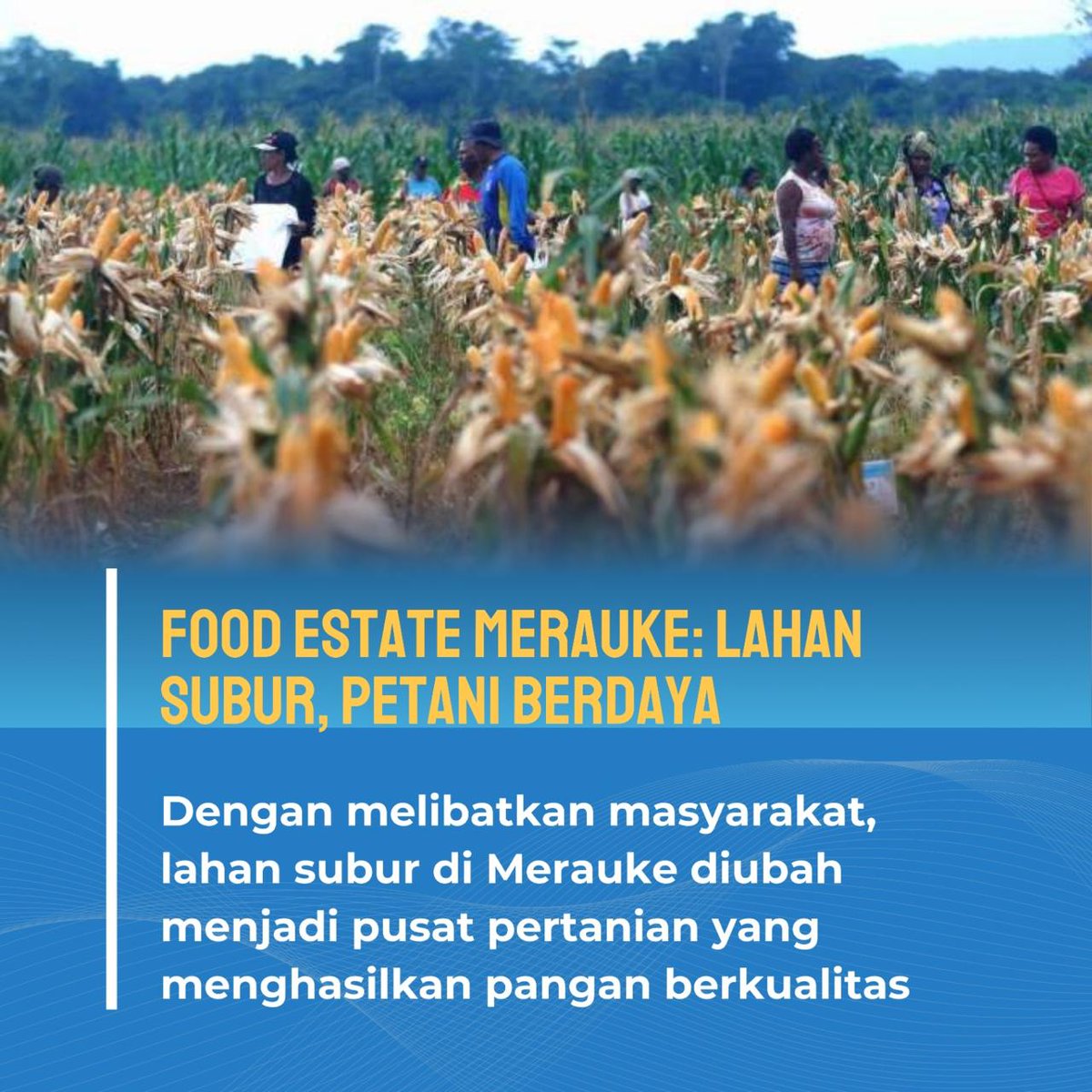 slavinaeee's tweet photo. Dari Merauke, Indonesia membangun harapan besar untuk masa depan pangan yang lebih mandiri, berkelanjutan, dan berkeadilan.
#VisiPresidenPrabowo
#FoodEstate
#SwasembadaPangan
#KetahananPangan
#IndonesiaTanpaImpor https://t.co/zyK2JheoPL