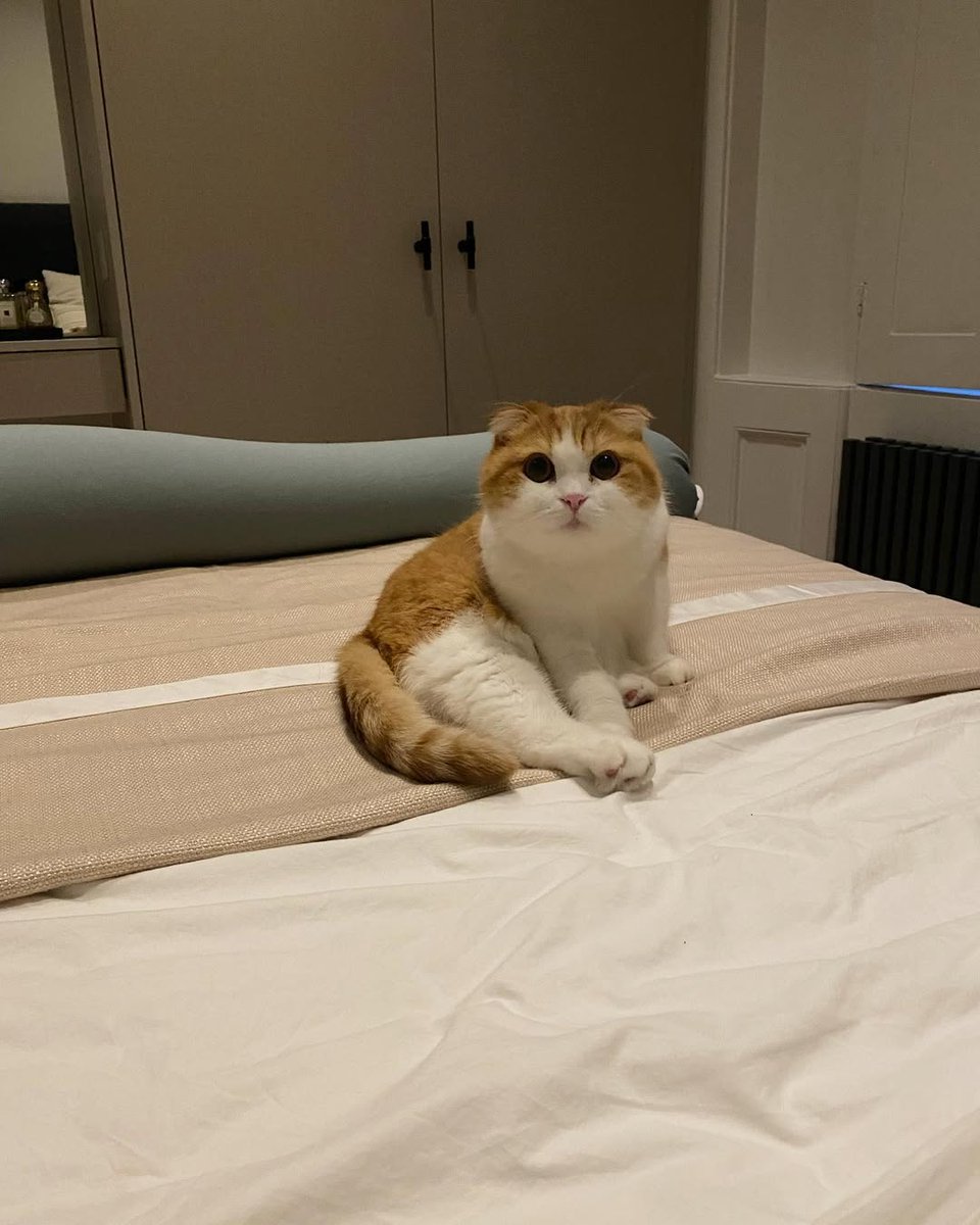 Tsuchiura Naoki tweet media