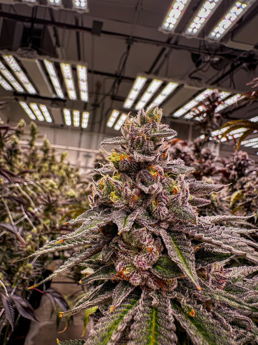 jellygumbo's tweet photo. Stay Puft (Grape Gasoline X Marshmallow OG) this pheno never fails to impress. https://t.co/hXYxGWnqUe