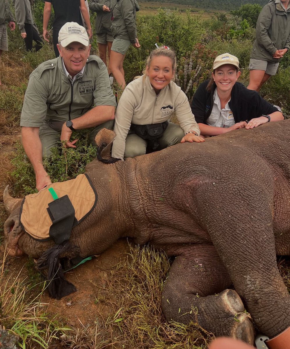 DrWillFowlds's tweet photo. The Ikhala team in action at the end of 2024 fitting this beautiful #blackrhino cow with a state of the art AI tracking device which will track her movements and vitals, allowing for more effective monitoring which supports the #antipoachingunit as they work to keep her safe. ๐ https://t.co/eGvYYGrByZ
