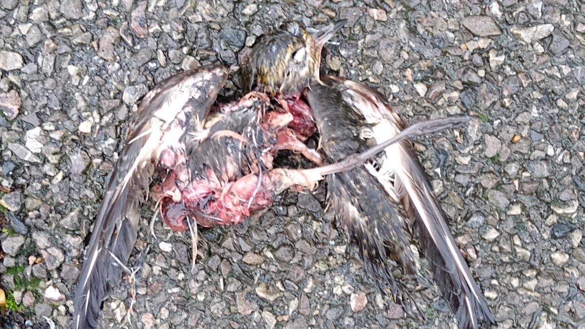 Female peregrine on Harbour Sail (ASDA high-rise) yesterday, sheltering from the rain/wind. Some prey remains.