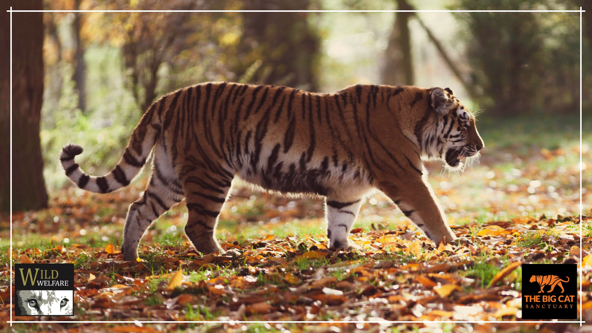 Wild Welfare (@wildwelfare) on Twitter photo We just wanted to say a huge thank you to <a href="/TheBigCatSanct/">The Big Cat Sanctuary</a> for their recent donation and ongoing kind support ๐ฏ Our important animal welfare work around the globe would not be possible without the incredible support of our generous donors ๐ซถ
wildwelfare.org/get-involved-mโฆ We just wanted to say a huge thank you to <a href="/TheBigCatSanct/">The Big Cat Sanctuary</a> for their recent donation and ongoing kind support ๐ฏ Our important animal welfare work around the globe would not be possible without the incredible support of our generous donors ๐ซถ
wildwelfare.org/get-involved-mโฆ