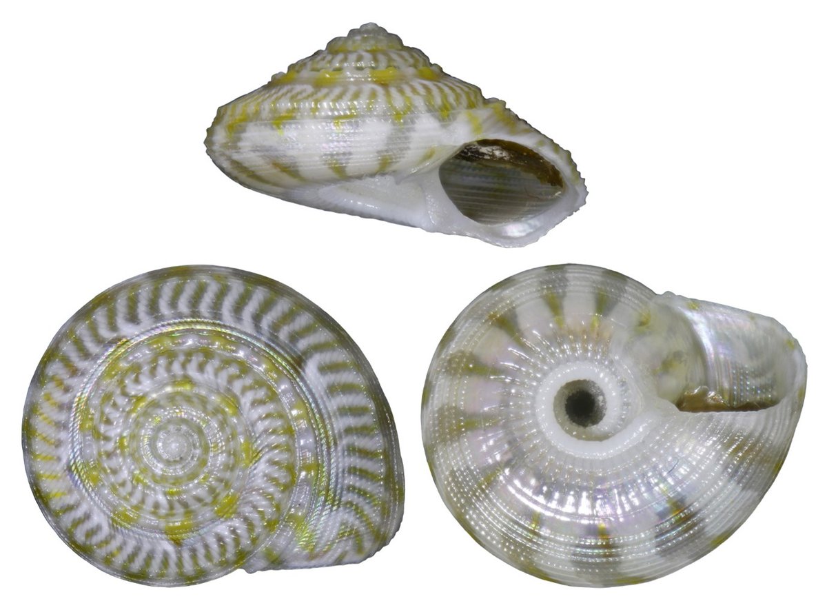 Cardiff Curator tweet media