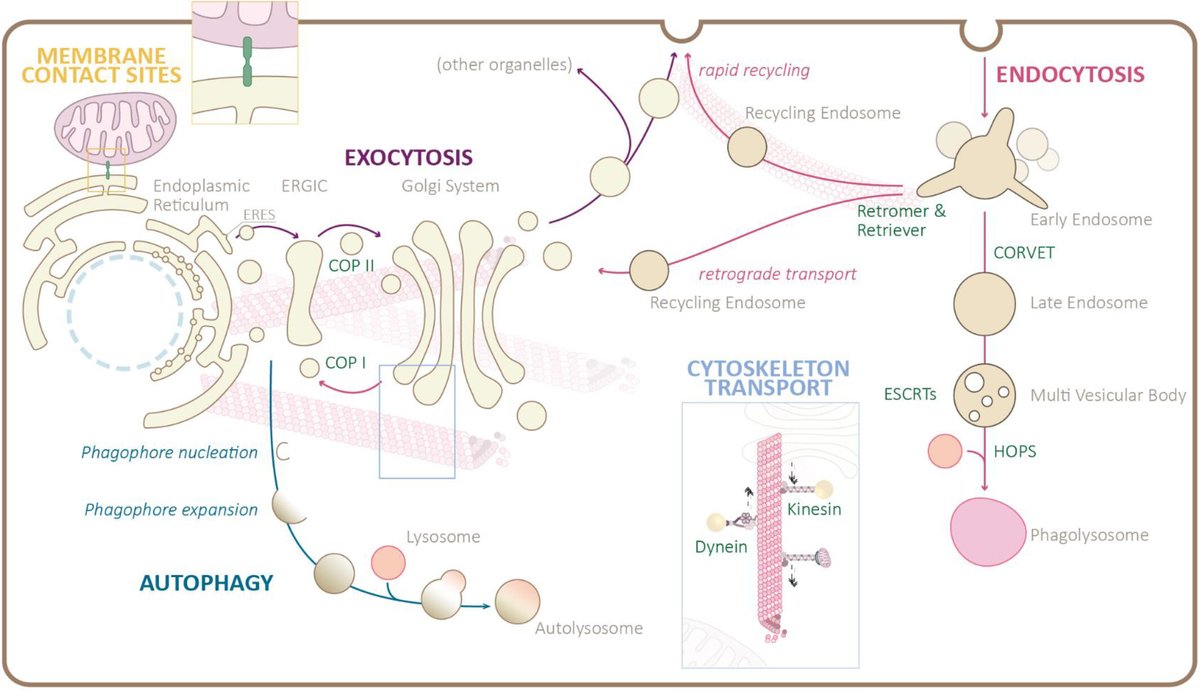 The first new paper of 2025 provides a great introduction to cell trafficking which will be the subject of our first special issue of the new year. 

Read more here: doi.org/10.1002/jimd.1…

#celltrafficking #IMD #inbornerrorsofmetabolism