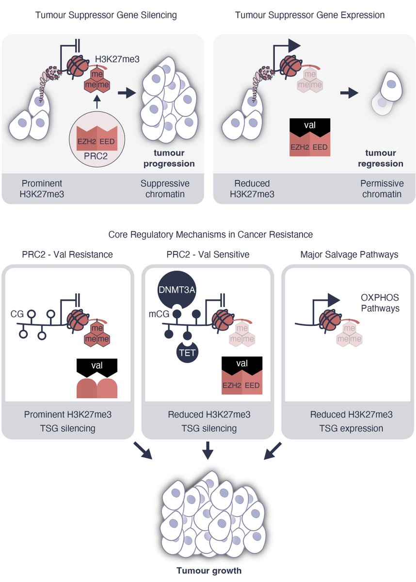 Prof Sam El-Osta tweet media