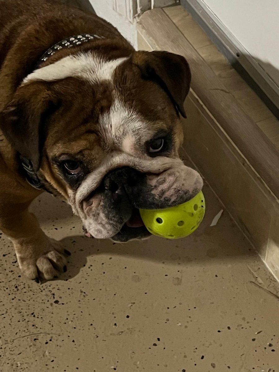 When Jeep finds his favorite pickleball, he couldn’t be happier.

Sometimes, it’s the small wins that bring the biggest smiles 😊
