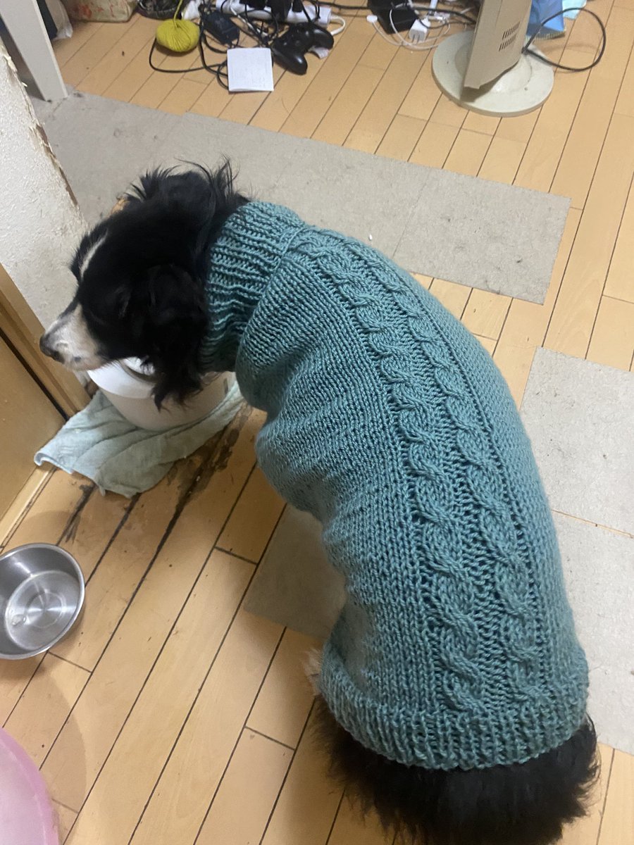犬用セーター編みました😊
ボーダーコリーデカすぎて1週間ぐらいかかった💦
 #編み物初心者
 #編み物