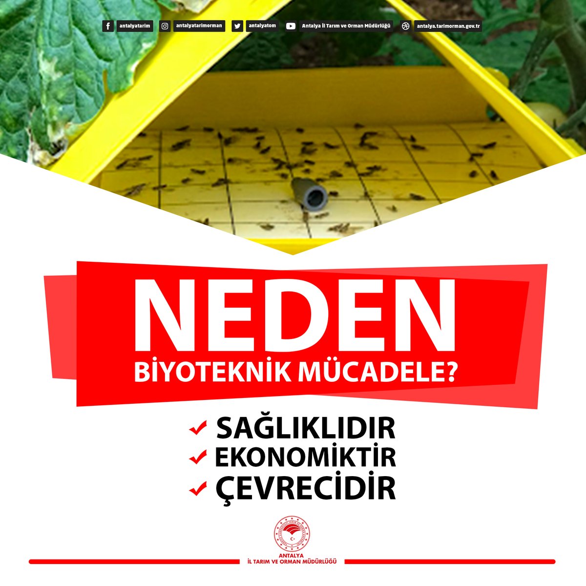 #Biyoteknik mücadele bazı doğal ve yapay maddeler kullanılarak zararlıların davranışlarını, biyolojik ve fizyolojik yapılarını etkileyen tarımsal mücadele yöntemidir.  #sağlıklı #çevreci ve ekonomiktir. 
#GelecekTarımda 
#TarımAntalyada

<a href="/FratErkal/">Fırat Erkal</a> <a href="/ibrahimyumakli/">İbrahim Yumaklı</a>