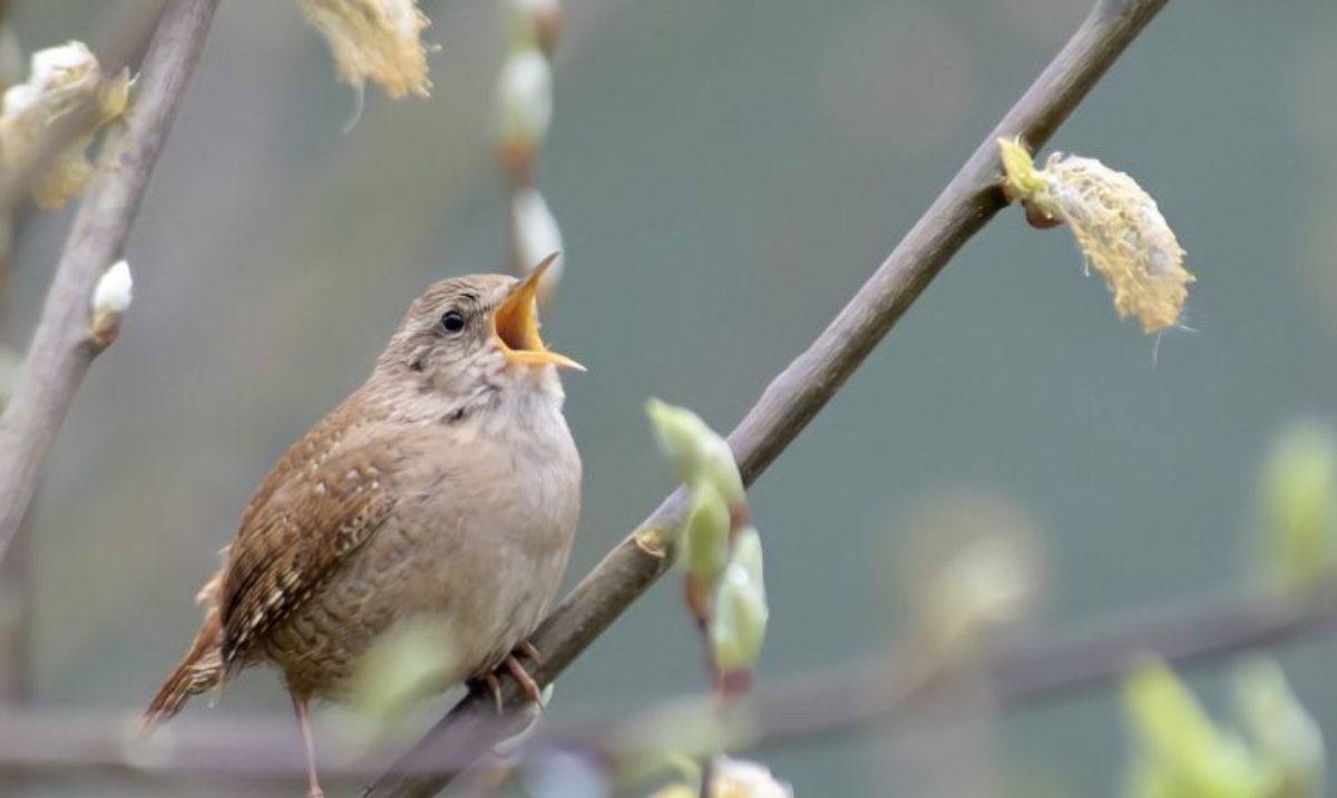 Why Are Wildflowers Important For Birds?
by junior guest blogger, Izzy Fry
seedball.co.uk/why-are-wildfl…