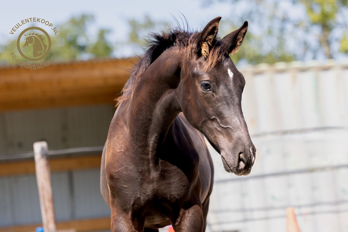 veulentekoop's tweet photo. https://t.co/vKeQPulkyy Lees de blog - De reis van veulen tot gereden paard. Een reis die je gemaakt moet hebben! https://t.co/3MGwI5a0Kr