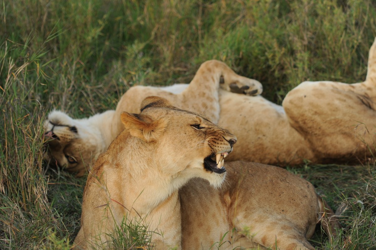 RestDusty's tweet photo. Ready for your next adventure? Let Dusty Rest Safaris Ltd take you on an unforgettable journey through Kenya��s most stunning landscapes and iconic wildlife destinations.
faris #escapetheordinary #travelgram #traveltiktok #safarikenya https://t.co/AsNUvdcIqr