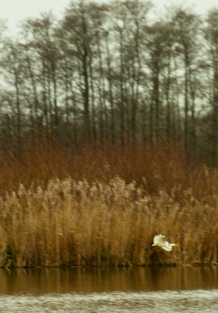 udkantsdroemmer's tweet photo. Serene beauty of nature #udkantsdroemmer #denmark #danmark #lolland #nature #natur #countryfile #smalltownlife #maribo #maribolake #birds #birdlife #birds https://t.co/nudBOOvcDf