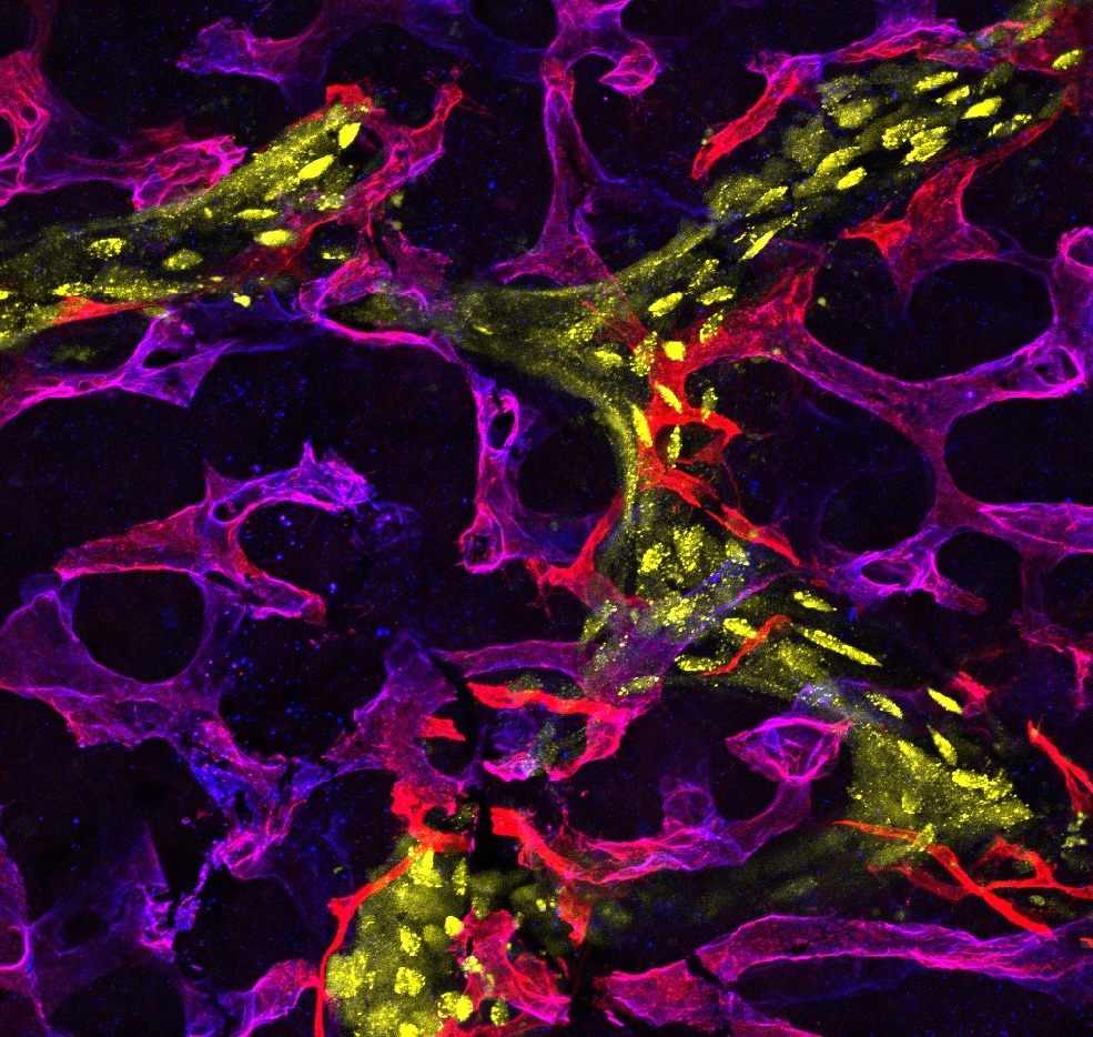 MPI Molecular Biomedicine (@mpi_muenster) on Twitter photo Newly discovered type of capillaries important for bone remodelling throughout life. Fascinating insights from Vishal Mohanakrishnan <a href="/vishalmkrishnan/">Vishal Mohanakrishnan</a> and a team led by Ralf H. Adams <a href="/ralfhadams/">Ralf H. Adams</a> <a href="/MPI_Muenster/">MPI Molecular Biomedicine</a> published in <a href="/NatureCellBio/">Nature Cell Biology</a>
Read more here: mpi-muenster.mpg.de/press-release/… Newly discovered type of capillaries important for bone remodelling throughout life. Fascinating insights from Vishal Mohanakrishnan <a href="/vishalmkrishnan/">Vishal Mohanakrishnan</a> and a team led by Ralf H. Adams <a href="/ralfhadams/">Ralf H. Adams</a> <a href="/MPI_Muenster/">MPI Molecular Biomedicine</a> published in <a href="/NatureCellBio/">Nature Cell Biology</a>
Read more here: mpi-muenster.mpg.de/press-release/…