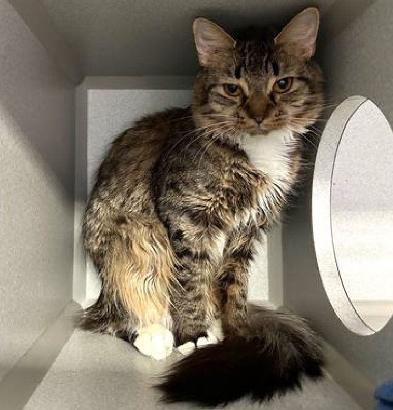 bepawsm's tweet photo. 🚨80+ DAYS AT THE SHELTER🚨

MOTHER HEN IS 1 Y/O
Came in as a stray

She's stressed at the shelter, that's why she is on the kill-list.
Pregnancy, the loss of her brood, &amp; "encagement" have been tough for her

Please pledge if you can &amp; share

Info: https://t.co/UK2mGHhy54… https://t.co/pw4l7cxCsD