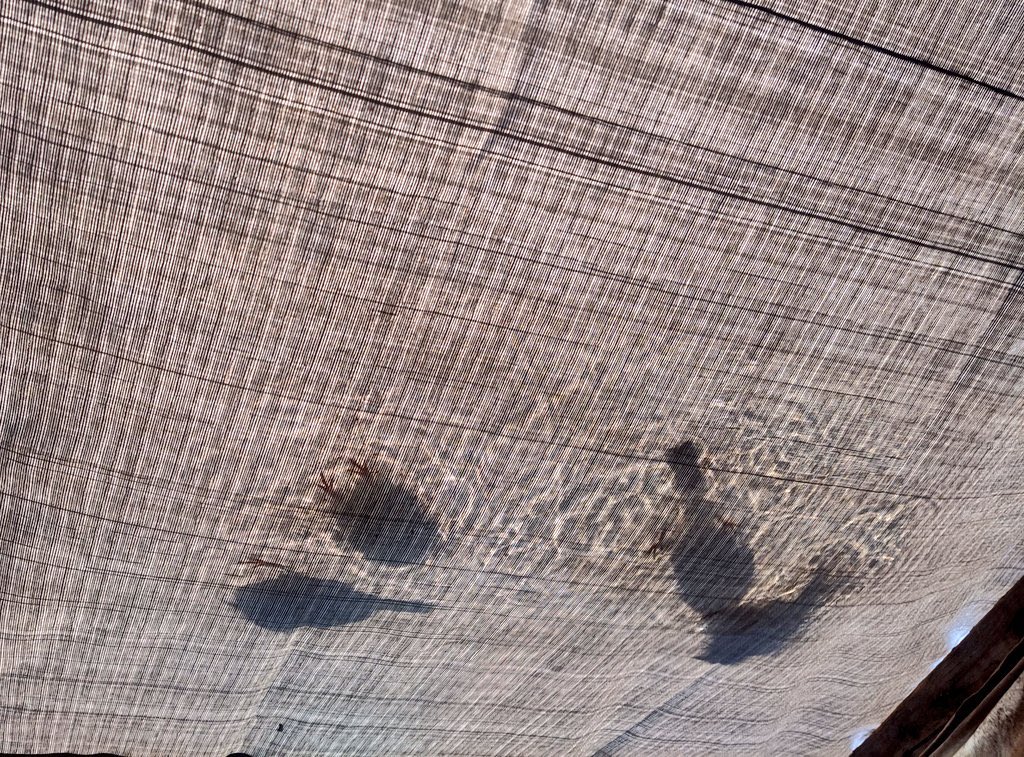 Someone in Gaza posted this photo and wrote: I did not remove the water from the roof of my tent because the birds drink from it