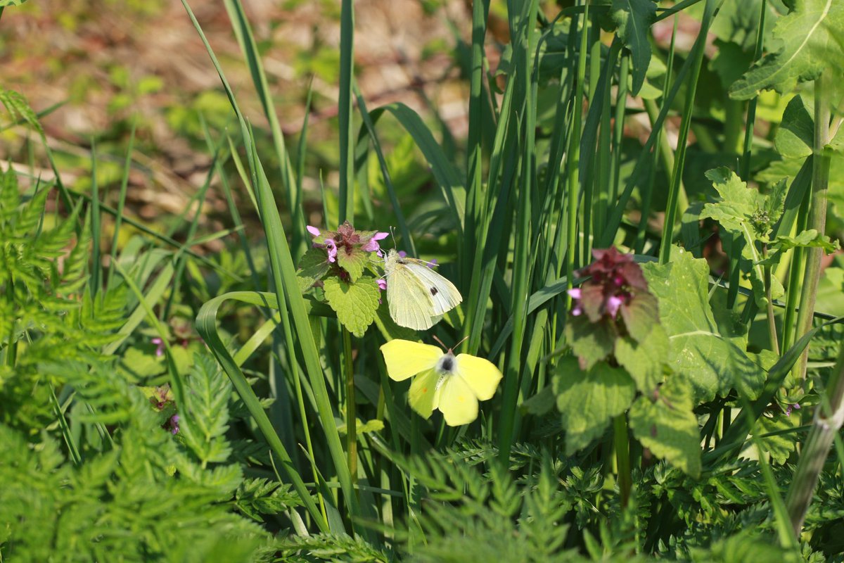 #Vlindermaand

Het #koolwitje 
dag 6 #vlindermaand

#KleinKoolwitje &amp; #Grootkoolwitje